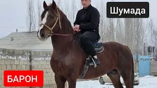 БАРОН   ЧЫКТЫ ПАЙ ПАЙ ПАЙ   Шума да 