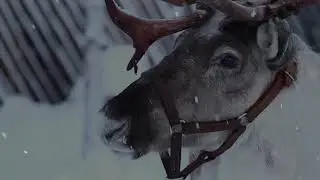 Merry Christmas Everyone - L the Queen- (Shakin' Stevens )
