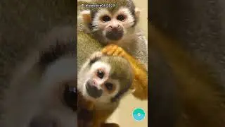 😜 #monkeys  👀  🙈🙉🙊😉