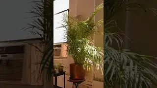 Indoor plant best for sleeping #shorts #gardening #indoorplant #organic #sleep #sleeping