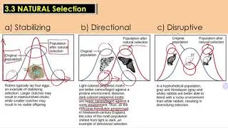 Variation 3.3: Selection