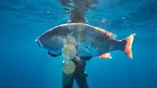 Insane Snapper Spearfishing in the Florida Keys