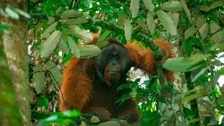 Wildlife Rescue Unit - Orangutans