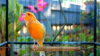 Faça seu canário belga cantar em apenas 1 hora - Treinamento HD incrível! #10