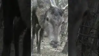 szpicak jelenia #shorts  #wildlife #trailcamera #hunting #nature #trailcam