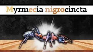 Arriv&eacute;e d'une fourmi l&eacute;gendaire dans mon &eacute;levage - Myrmecia nigrocincta