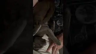 Silly Cat Likes To Be Upside Down 😆|Wujikitty