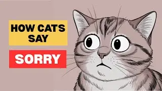Can Cats REALLY Apologize to Humans?