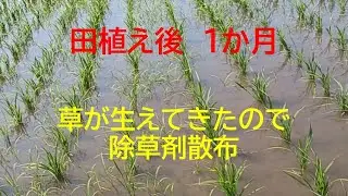 田んぼに草が生えてきた　除草剤散布