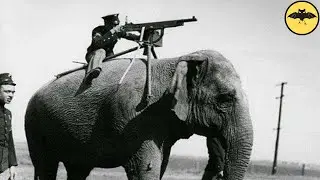The 5 Most Unusual Animals Used In War.