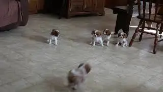 Cavalier Puppies For Sale