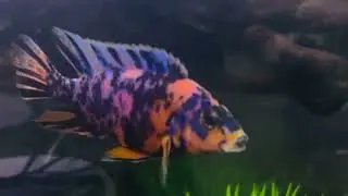 Homebred Ob Peacock Cichlid 😍