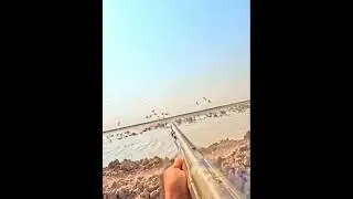 охота на гусей по течению воды#snowgoose #охотa #birds#duckhunting