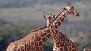 Zootopie - Reportage : Le monde animal I Disney