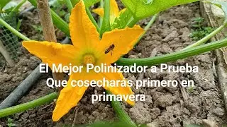 Que cosecharás primero en primavera y el mejor polinizador a prueba