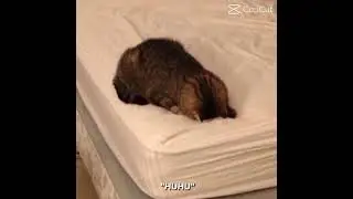 Roblox cat