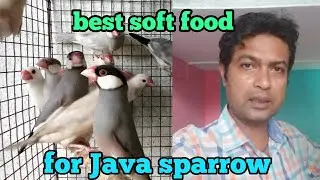 java sparrow best soft food. breeding time best soft food for java sparrow.