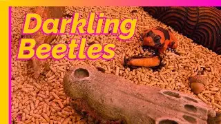 Chitinous Chitterings - Over an hour of soothing beetles | No talking, music, AI