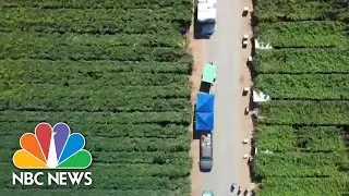 Many Latino Essential Farm Workers Risk Their Lives For Work | NBC News NOW