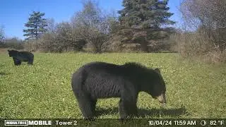 Magnet Outdoors Simply Scatter Food Plot Seed Big Bears