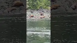 Sealions #travel #tourism #podcast #wildlife #animals