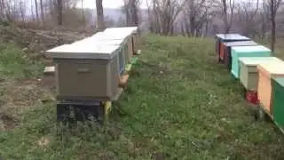 Rad pcela u martu mesecu 2014