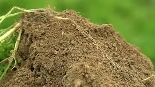 Begrünungsmanagement im Weinbau