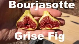 Bourjasotte Grise Fig Taste Test (4-6-22)