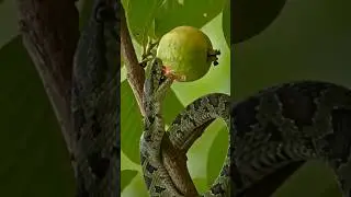 🐍 Snake Eats in Action | Unbelievable Nature Moment! #SnakeEating