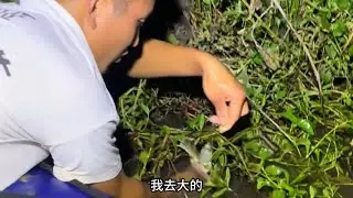 野河沟的甲鱼也太多了吧，又中货一个大甲鱼，这下简直发财了！！ #我的乡村生活 #户外 #农村生活 #真实户外