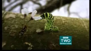 BBC Two Northern Ireland: Springwatch Trailer 'Caterpillar' (14.05.2015)