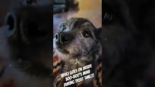 Inside Boo-Boo's Mind! 🐾 #funnydogs #petlovers #smalldogbigpersonality #pawsomecontent