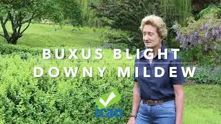 Buxus Blight & Downy Mildew - Springvale Garden Centre