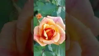 #omaj a barbara# hevenly pink#visotskiy rose#mishka# dekor arlekin#el torro rose#роза мишка#ельторро