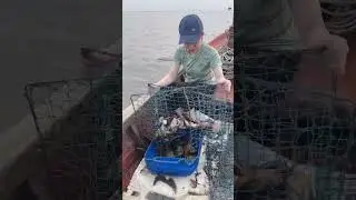 Amazing Crab Trapping Skills To Catch A Lot Of Big Crabs On the Sea!!