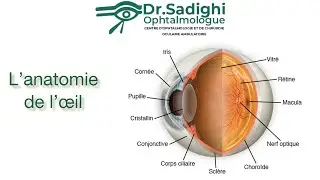 L'anatomie de l'oeil &bull; Les bases &agrave; conna&icirc;tre.