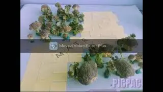 Fragmentaci&oacute;n del H&aacute;bitat Perdida de Biodiversidad