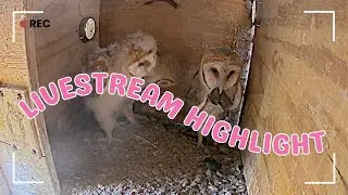 Ramona Barn Owls | Owl Box and Hawk Pole Livestream Highlight