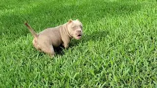 Animalville Micro Bully but functional. Checkout Animalville's  RONA
