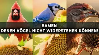 15 Samen Die Singv&ouml;gel In Deinen Garten Locken Vogelfreundlich