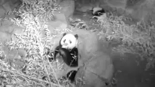 Throwback Baby Panda Playing And Mom Eating 大熊猫母子 250110