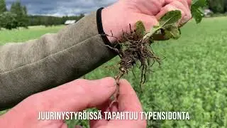Näin viljellään siemeneksi haitta-aineeton härkäpapu Vire.