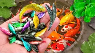 Catch strange fish in small pond, goby, blue guppies, goldfish, turtles, koi fish.