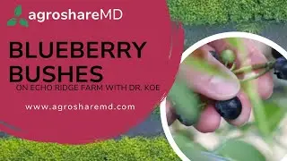 Blueberry Bushes on Echo Ridge Farm with Dr. Koe
