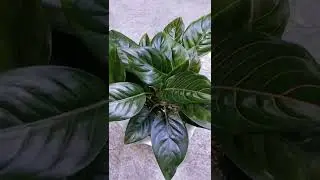 Rotundum Tiger Aglaonema