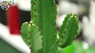 Easy-care Cowboy Cactus Euphorbia ingens Indoor House Plants #shorts #getpotted #plants #cactus