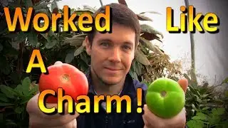 How to Ripen Green Tomatoes off the Vine