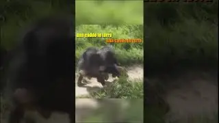 Se Gli Animali Parlassero PT.4 #shorts  #animali  #doppiaggio  #voiceover
