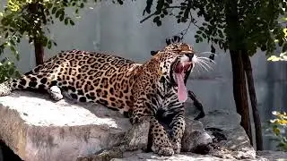 8 Most Beautiful Big Cats on Planet Earth