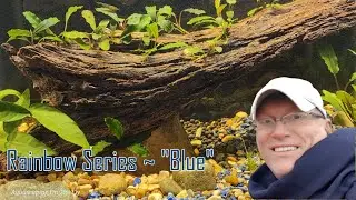 Aquascaping On The Fly ~ 